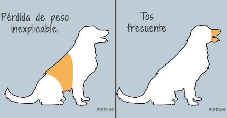 11 cosas que debes saber sobre la salud de tu perro