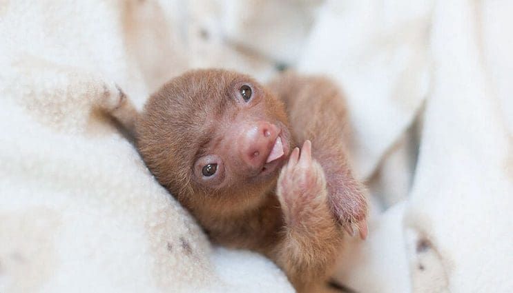 Fotografías de escenarios reales a través del arte del Pictorialismo
