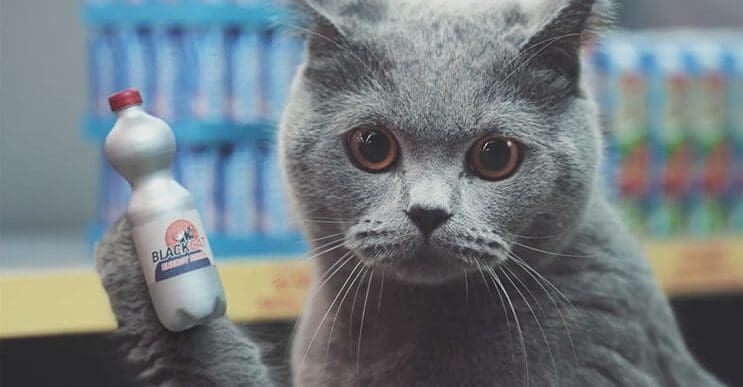 Netto-Katzen: un supermercado en miniatura para gatos