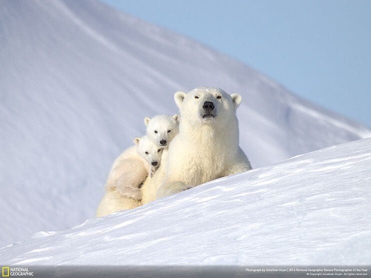 Estas fotos de National Geographic nos muestran lo bella que es la vida animal