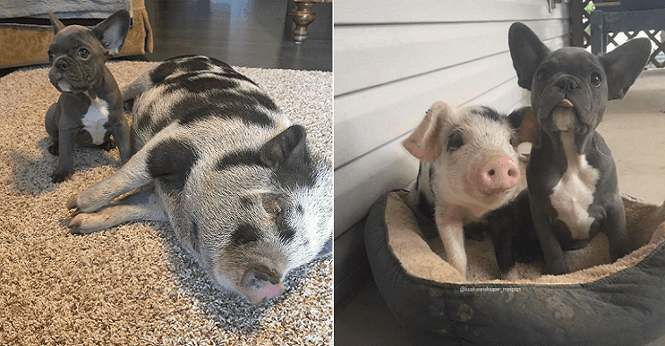 A esta perrita no le gustaban los cerdos hasta que conoció a uno que le robó el corazón