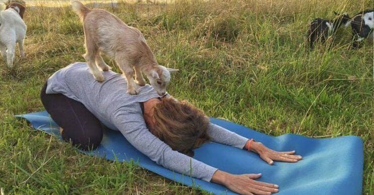 A estas cabras les gusta el yoga y lo hacen de una forma divina