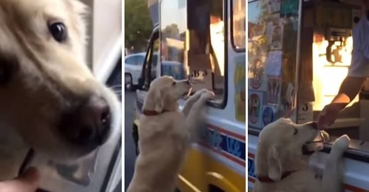 A este perro le gustan tanto los helados que él mismo se los compra