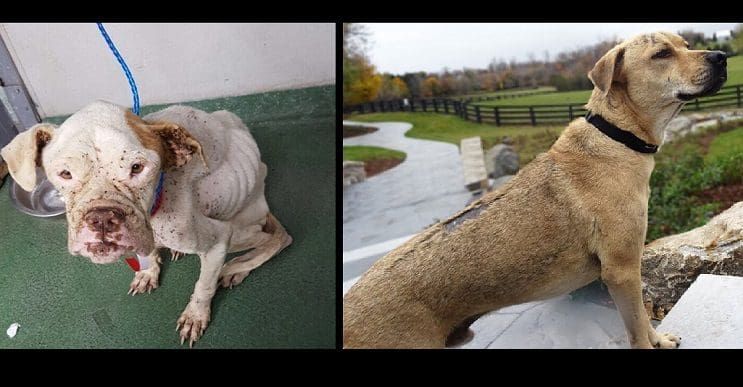 Abandonar a tu perro en un refugio no debe ser siquiera una opción