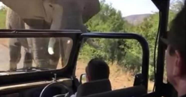 Esta fue la reacción de Arnold Schwarzenegger ante un elefante de Sudáfrica
