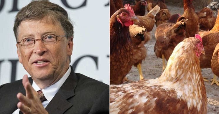 Bill Gates donó 100 mil gallinas y ¡Bolivia las rechazó!