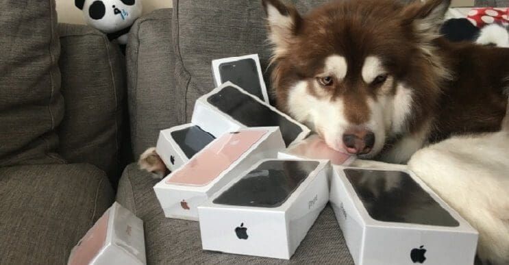 Billonario compra para su perro 8 iPhones 7
