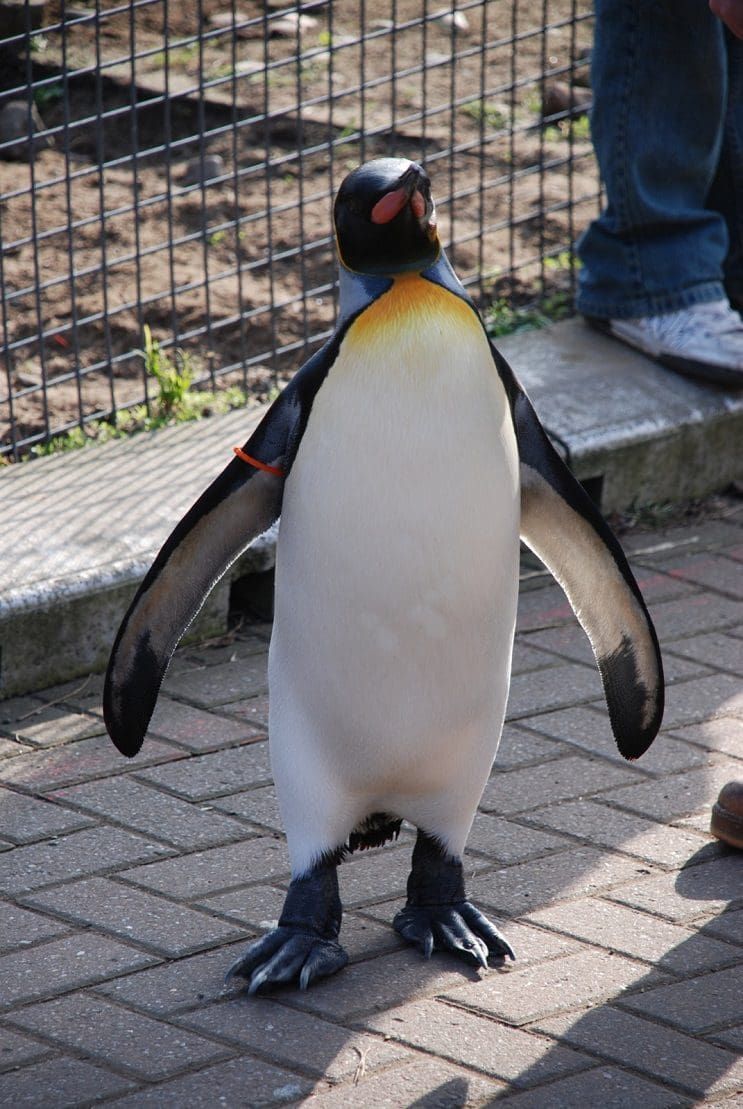 Conoce a Sir Nils Olav, Coronel en Jefe de la Guardia Real de Noruega