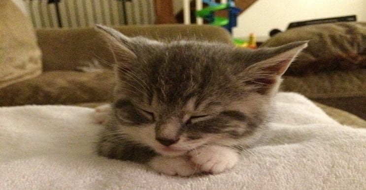 Conoce a este gatito que encontró hogar con toda la dulzura que derrocha