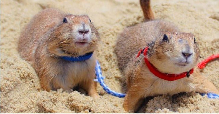 Conoce a estos "perritos de las praderas" que adoran estar con sus amigos animales