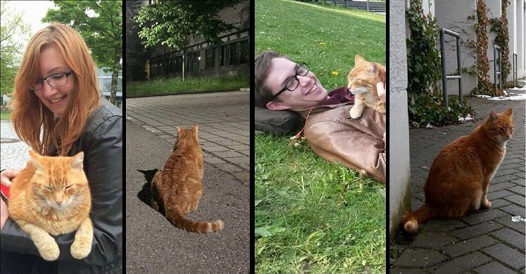 Conoce al “gato del campus” y descubre como ayuda a los estudiantes de esta universidad