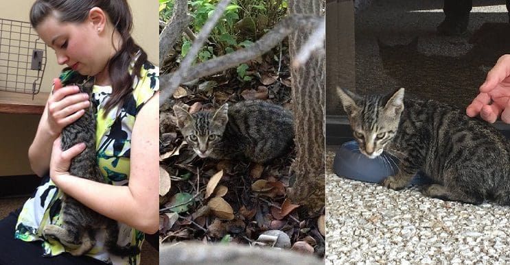 Del más tímido al más amoroso: Conoce la historia de este pequeño felino rescatado