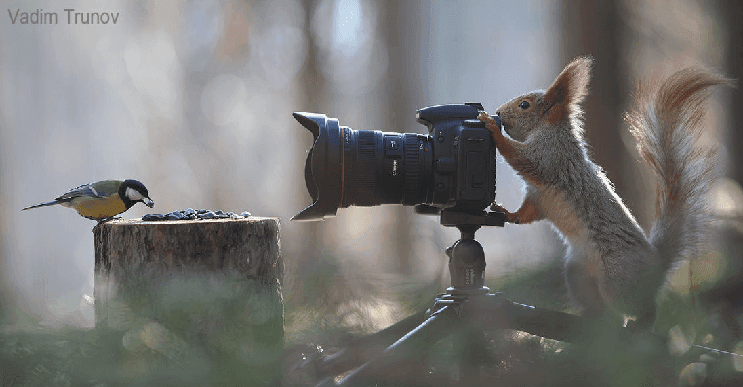 Divertida sesión de fotos donde esta ardilla se convierte en la protagonista