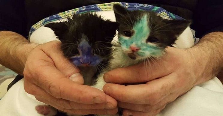 Dos pequeños gatos están felices de recibir un baño después de un raro accidente