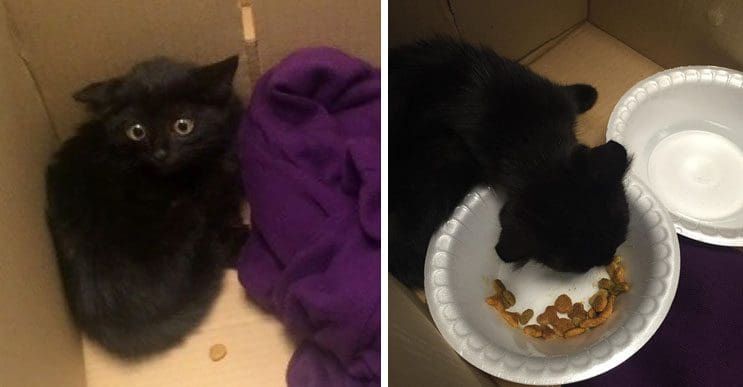 Este gatito asustado logra superar su miedo gracias al cariño de sus rescatistas
