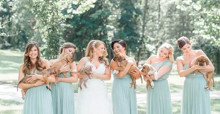 En vez de ramos de flores, esta novia decidió llevar para su boda tiernos cachorros rescatados