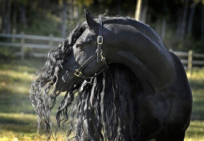 ¿Es este el caballo más bello del mundo?