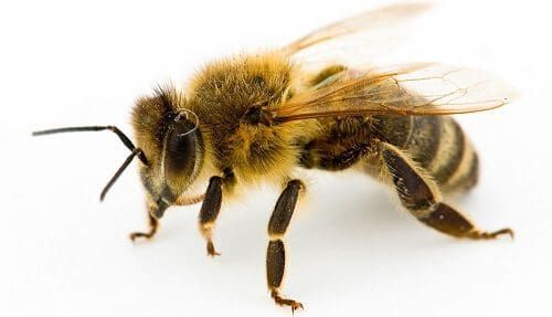 Esta abeja agradece al hombre que la salvó de la manera más inusual
