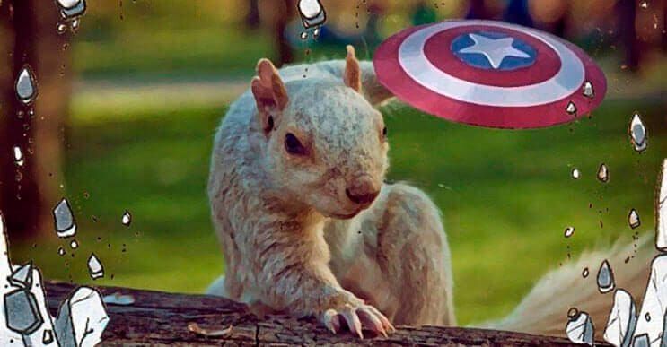 Esta adorable ardilla se ha convertido en la última víctima de las batallas de Photoshop