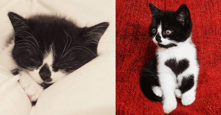Esta adorable gata es puro amor y lo reluce en su pecho todos los días