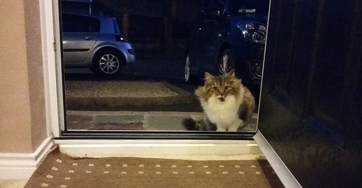 Familia captura el preciso momento en que este gato entró a sus vidas
