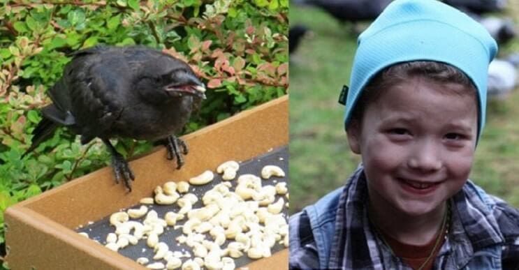 Esta niña alimentaba cuervos y años después le traen regalos