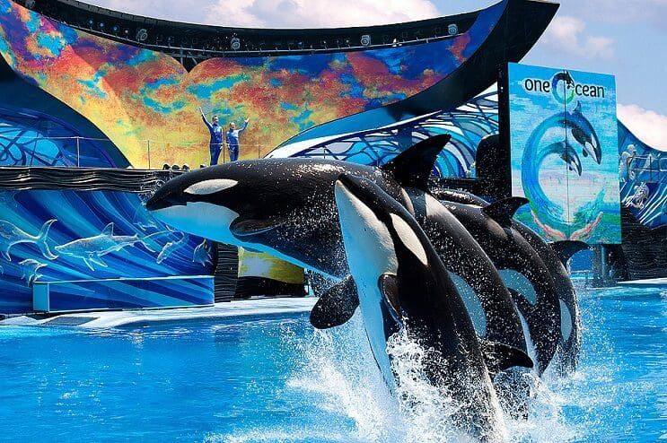 Esta orca en cautiverio se habría tratado de suicidar frente al público