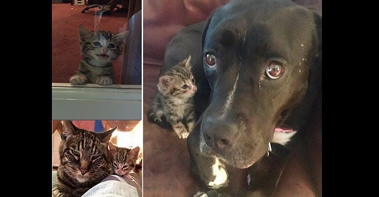 Esta pequeña gata fue rescatada y obtuvo un nuevo hogar y una nueva mamá