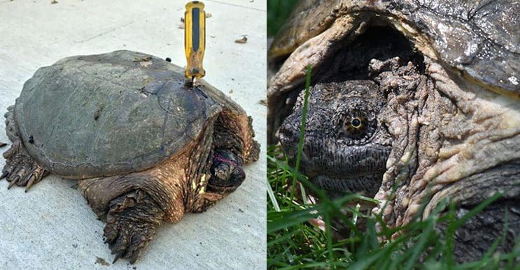 Esta tortuga que fue atacada con un destornillador jamás se rindió y hoy está libre