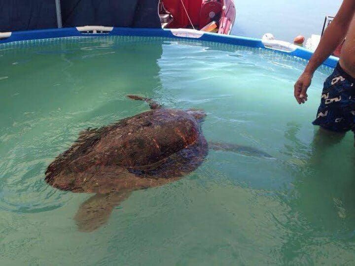 Estas personas casi matan a esta tortuga cuando la sacaron del mar para tomarse selfies