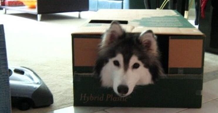 Este Husky fue criado por gatos y ahora no sabe cómo ser un perro