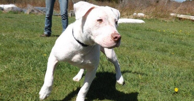 Este Pit Bull no puede creer que su rescatista haya regresado para adoptarlo