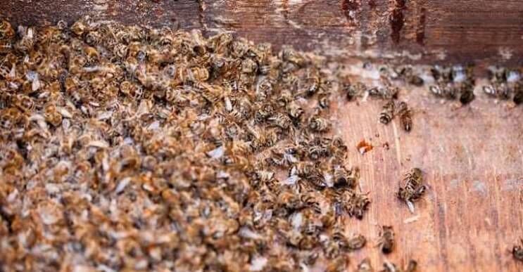 Este accidente provocó la muerte de millones de abejas en Florida