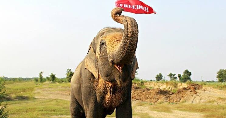 Este elefante fue puesto en libertad y su felicidad no podría ser mayor