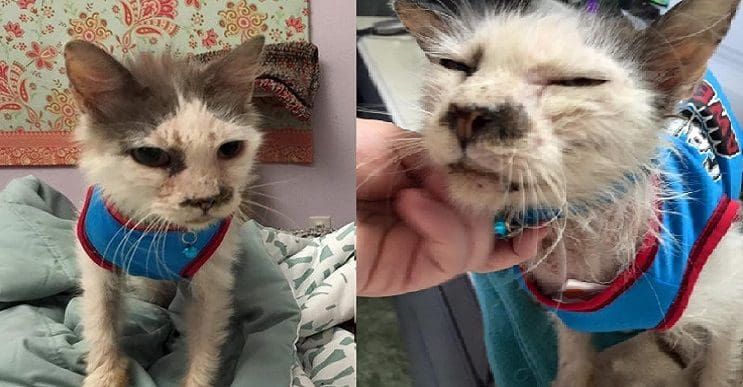 Este gato fue adoptado de adulto y no deja de agradecer tal oportunidad