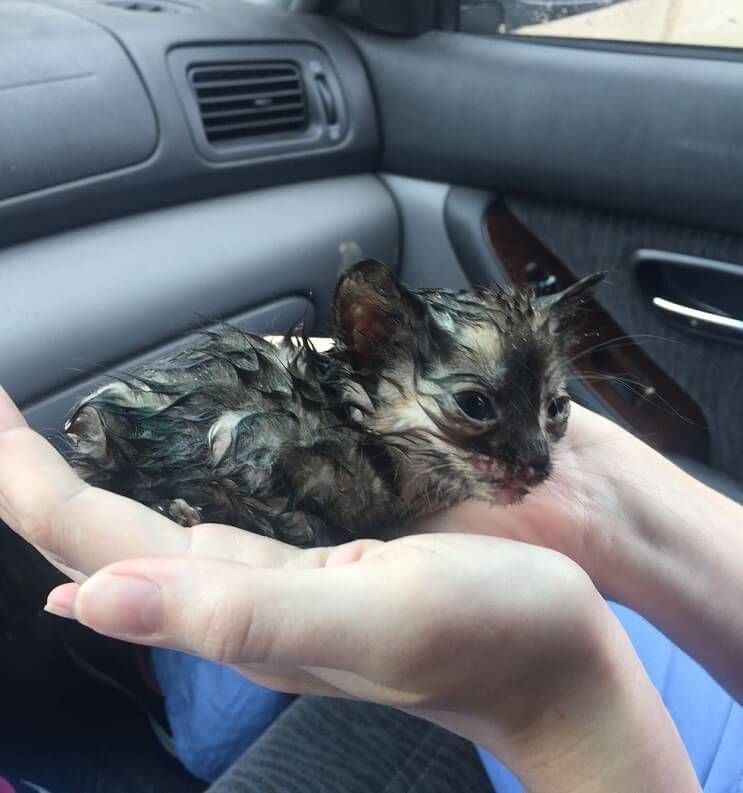 Este gato fue encontrado en la lluvia y ahora goza de un hogar donde es feliz