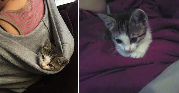 Este gato fue encontrado temblando y empapado por la lluvia. Ahora tiene un cálido hogar