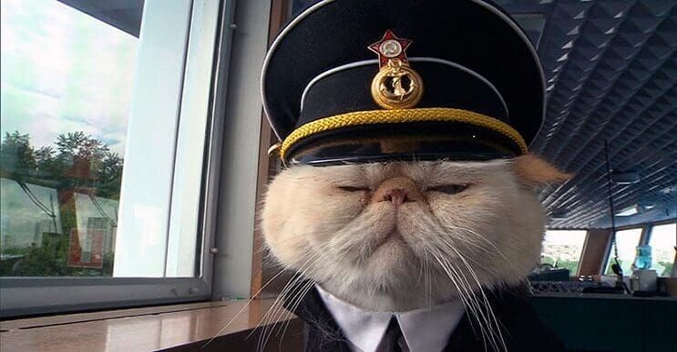 Este gato se convirtió en el capitán de un crucero ruso y los pasajeros están encantados