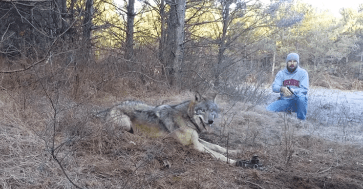 Este hombre puso su vida en peligro para salvar la de este lobo lastimado