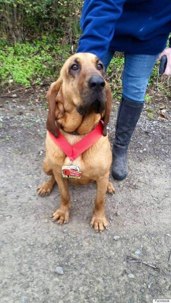 Este perro irrumpió en una maratón y ganó una medalla por llegar en séptimo puesto