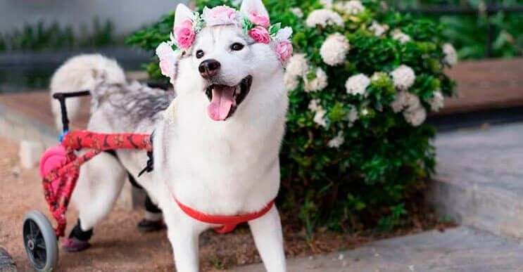 Este perro nació sin dedos, pero con su nueva silla de ruedas es el más feliz del mundo