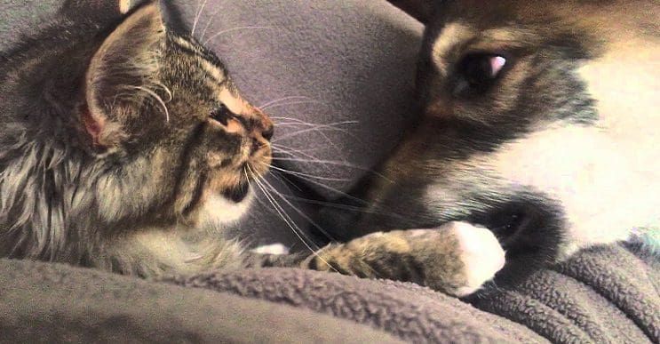 Este perro sacó a este gato de un albergue y se convirtió en su mejor amigo