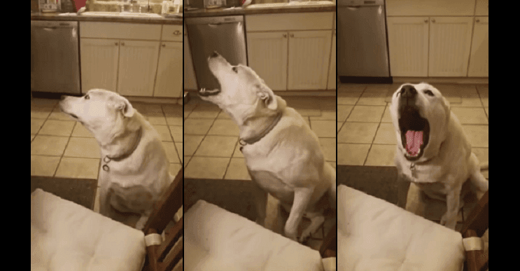 Este perro tiene un ladrido endemoniado que sorprenderá