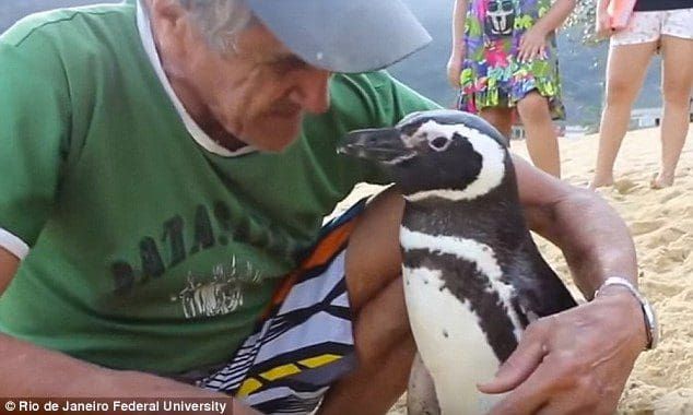 Este pingüino nada 8 mil kms todos los años para visitar a quien lo salvó