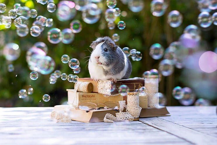 Este conejillo de indias es lo más adorable que verás el día de hoy