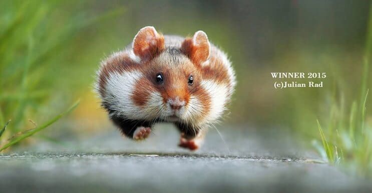 Este singular concurso fotográfico premia a los animales más graciosos