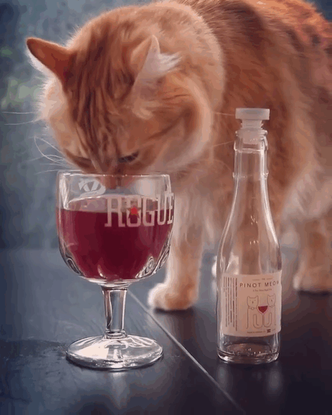 Este vino para gatos hará que tu mascota se convierta en tu compañero de fiestas