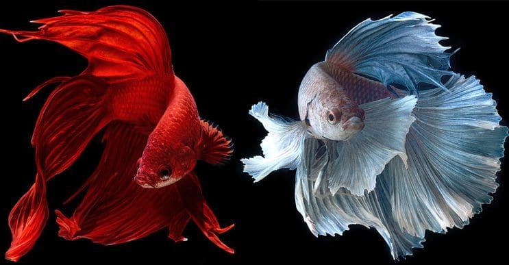 Estos retratos muestran que los peces también tienen personalidad