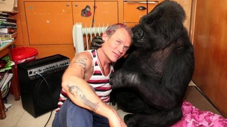 Koko el gorila aprende a tocar el bajo con Flea, de los Red Hot Chili Peppers