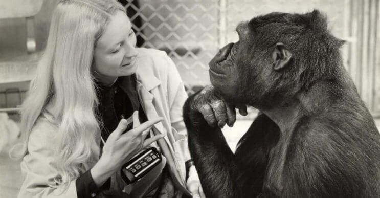 Koko, el gorila que se comunica con los humanos